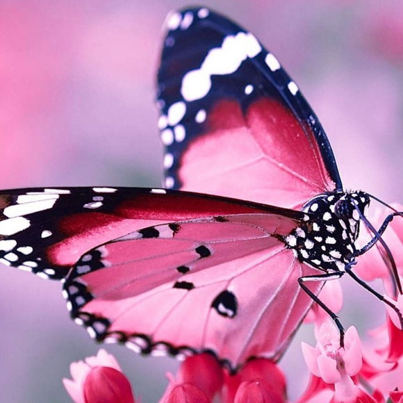 butterfly071